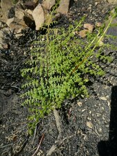 Pellaea mucronata Plant
